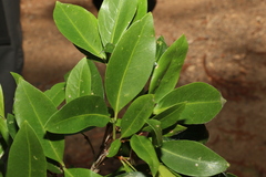 Triflorensia cameronii