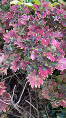 Coleus scutellarioides