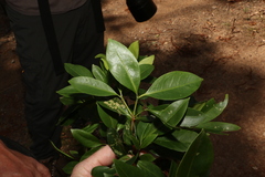 Triflorensia cameronii