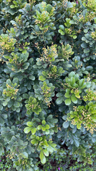 Aglaia odorata