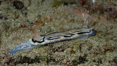 Hypselodoris maritima