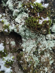 Lepraria finkii