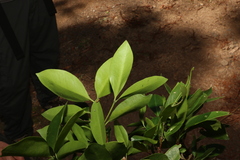 Triflorensia cameronii