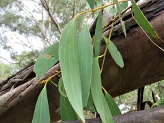 Eucalyptus stellulata