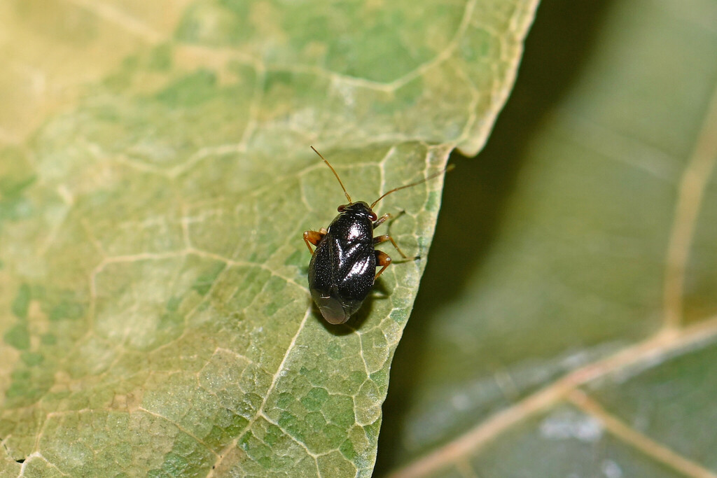 Halticus pusillus