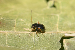 Halticus pusillus