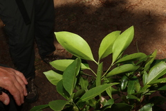 Triflorensia cameronii