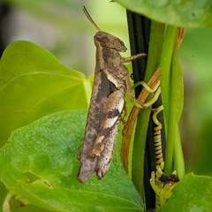 Xenocatantops dirshi