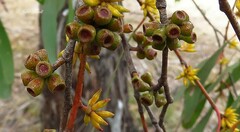 Eucalyptus stellulata