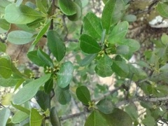 Rhamnus