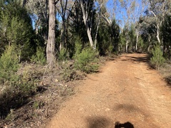 Grevillea floribunda