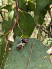 Doratifera vulnerans