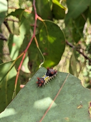 Doratifera vulnerans