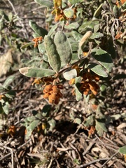 Grevillea floribunda