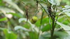 Hypselodelphys poggeana