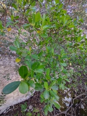 Rhamnus