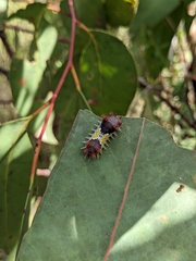 Doratifera vulnerans