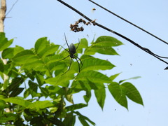 Nephila vitiana