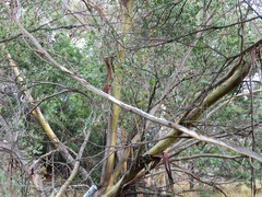 Eucalyptus stellulata