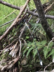 Chlorolestes conspicuus