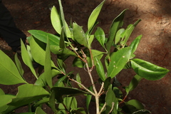 Triflorensia cameronii