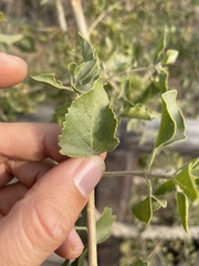 Clerodendrum phlomidis