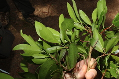 Triflorensia cameronii