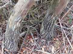 Eucalyptus stellulata