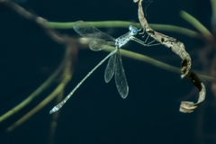 Lestes tridens