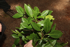 Triflorensia cameronii