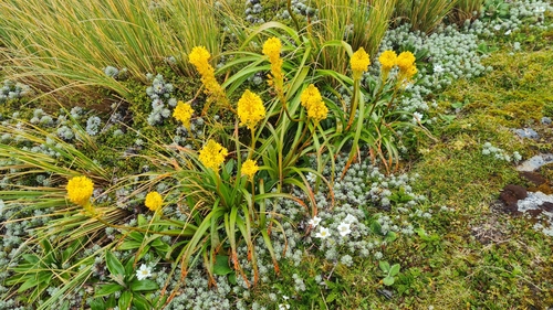 Image of Bulbinella Gibbsii (Bulbinella gibbsii) by no rights reserved