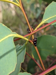 Eurymeloides bicincta