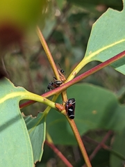 Eurymeloides bicincta