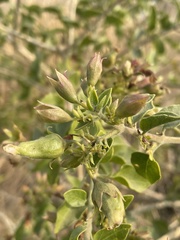Clerodendrum phlomidis