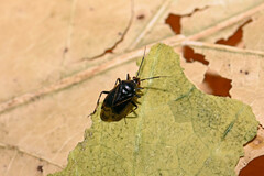 Deraeocoris annulipes