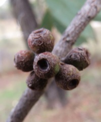 Eucalyptus stellulata