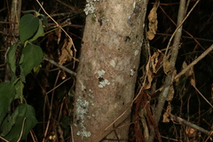 Triflorensia cameronii