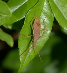 Gonocerus insidiator