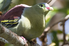 Treron curvirostra