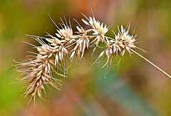 Echinopogon caespitosus