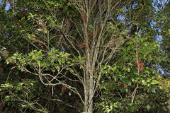 Triflorensia cameronii