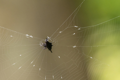 Gasteracantha diardi