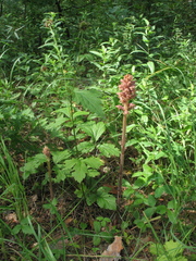 Orobanche bartlingii