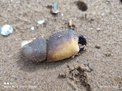 Myomenippe hardwickii