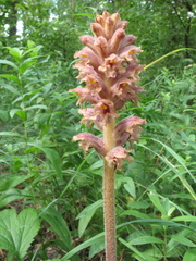 Orobanche bartlingii