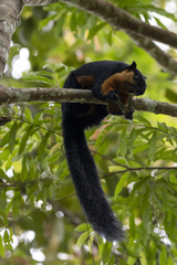 Ratufa bicolor
