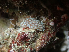 Aplidium