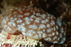 Aplidium