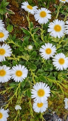 Celmisia hieraciifolia