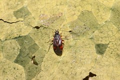 Psallus ambiguus